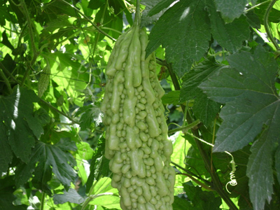 視頻: 農(nóng)業(yè)技術(shù)大棚栽培西瓜和苦瓜